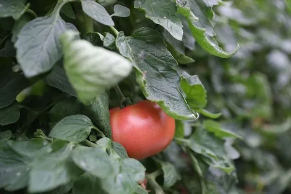 自然栽培のこだわりのトマトなどの作物